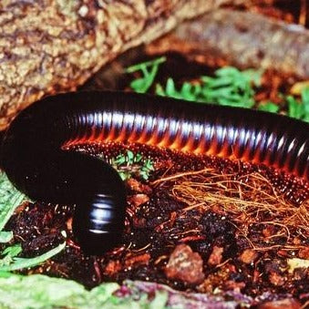 Giant Pink Foot Millipede