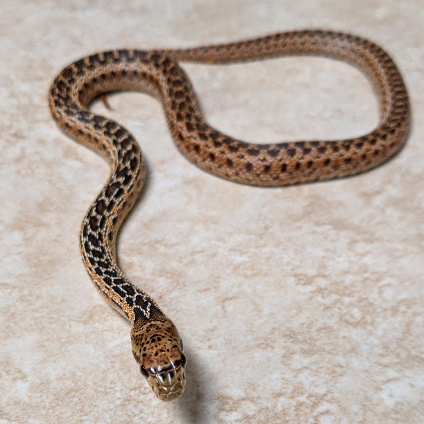 San Diego Het Stripe Applegate Gopher Snake - Female