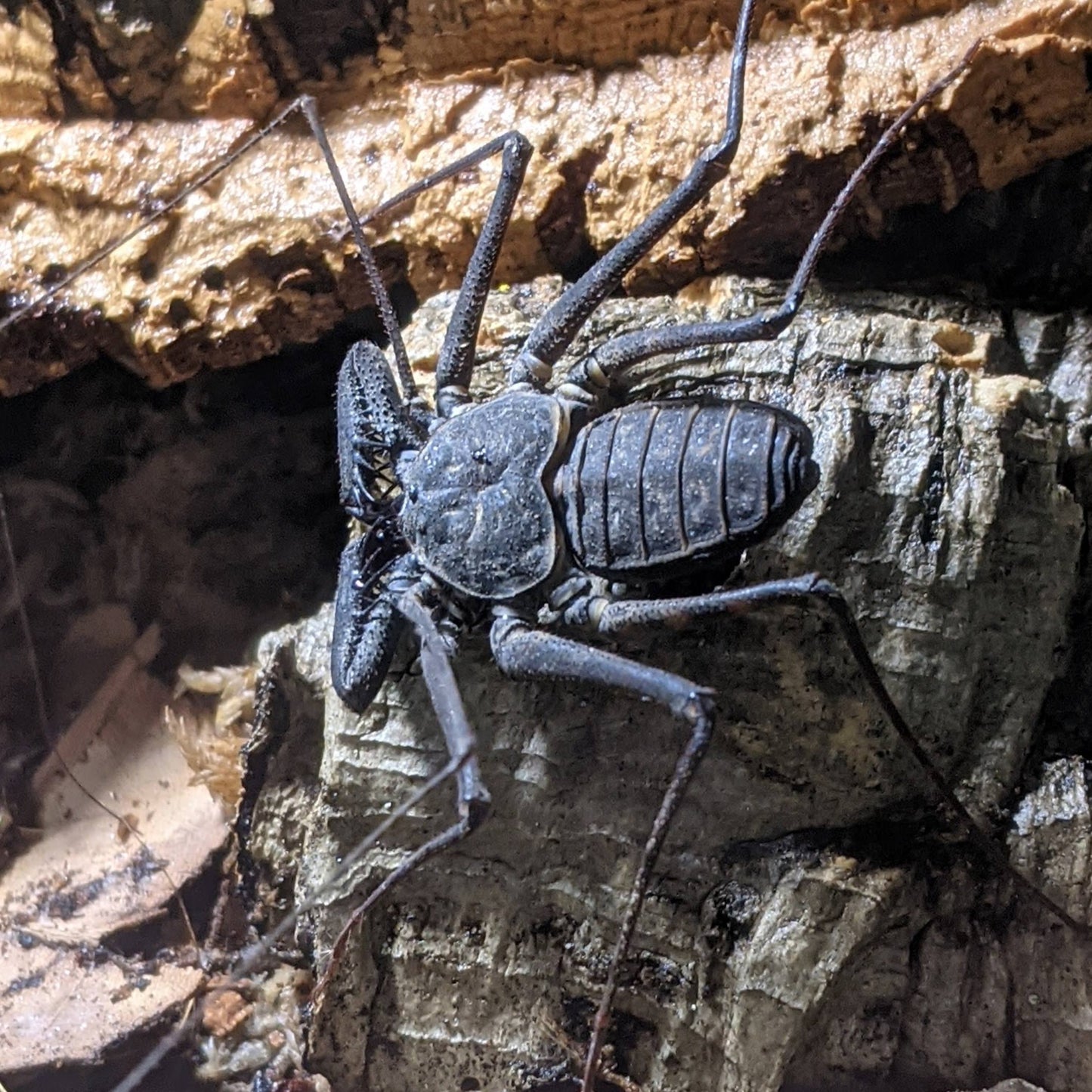 Central American Whip Scorpion