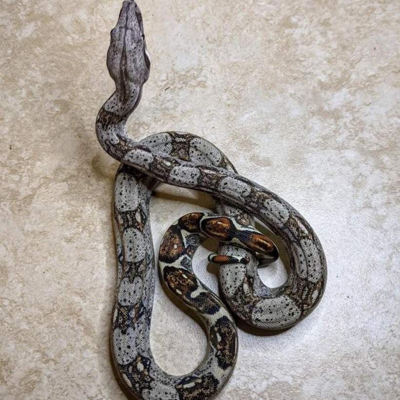 Boa - Colombian Red Tail - Female