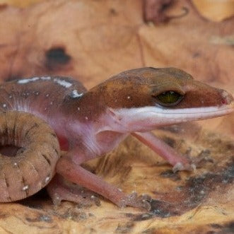 Malaysian Cat Gecko - Male
