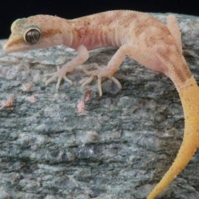 Tripoli Pygmy Gecko