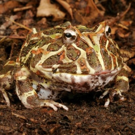 Brazilian Horned Frog