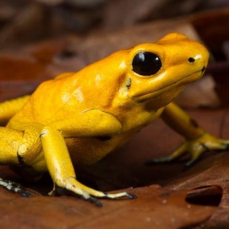 Dart Frog - Yellow Galactonus