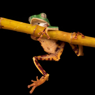 Super Tiger Leg Monkey Tree Frog - Costa Rican