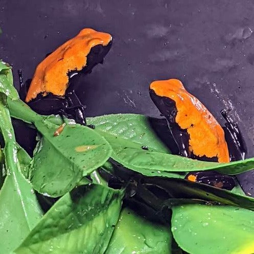 Dart Frog - Orange Splashback