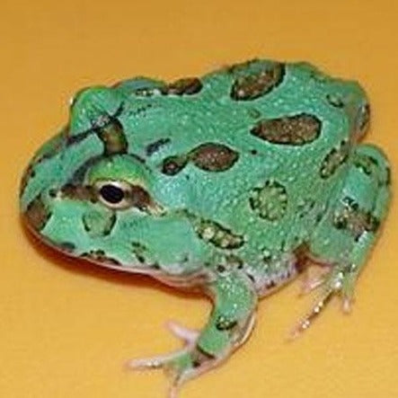 Pacman Frog - Samurai Blue